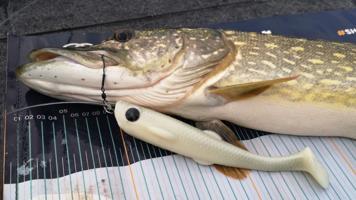 Fat Boy Swim 19 cm / 7.5''